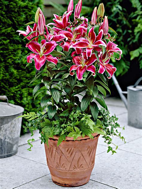 Gladiolus plants prefer rich, soft soil, and plenty of water. Lilium 'Star Gazer' (Star Gazer Lily) | World of Flowering ...