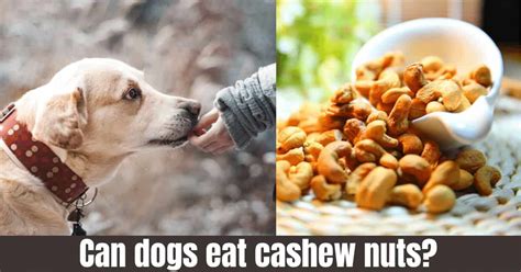 Cats need an additional protein, taurine, in their feed. Can dogs eat cashew nuts? Side effects - Benefits