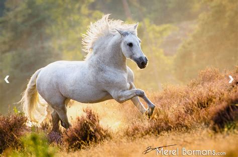 Merel Bormans Photography Horses Andalusian Horse Pretty Horses