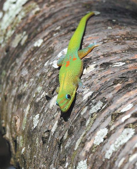 Gecko Looking For His Next Snack News Sports Jobs Maui News
