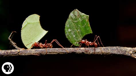 Deep Look Examines The Fascinating Farming Methods Of Leafcutter Ants