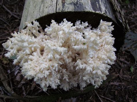 Coral Tooth Fungus Edible Mushrooms In Ontario · Inaturalist