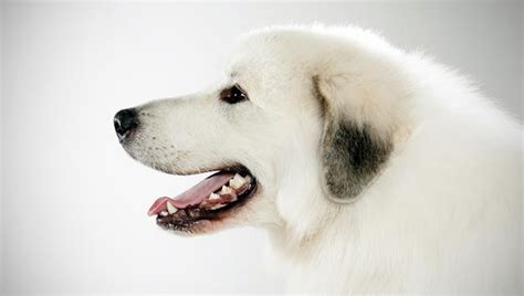Great Pyrenees Dog Breed Selector Animal Planet