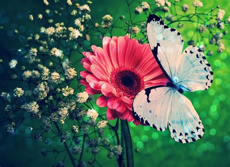 23 Best Colorful And Free Butterfly Wallpapers