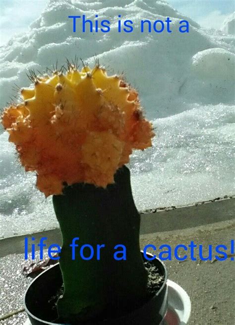 Prickly pear cactus, traditionally a mexican delicacy, has recently started gaining popularity in the united states. Cold cactus! | Cactus, Cold, Food
