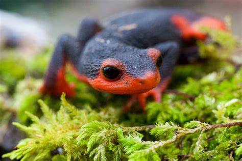 Fire Belly Newts