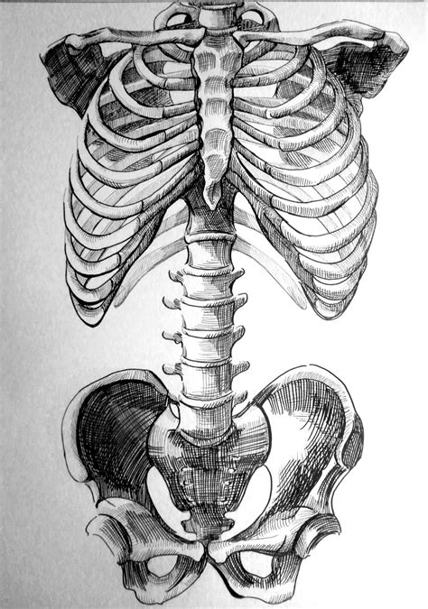 Pin By Vic Rivera On Drawing Skeleton Drawings Human Anatomy Art