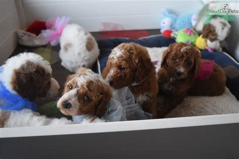 42 red standard poodle puppies near me. Morgan: Poodle, Standard puppy for sale near Dallas / Fort ...