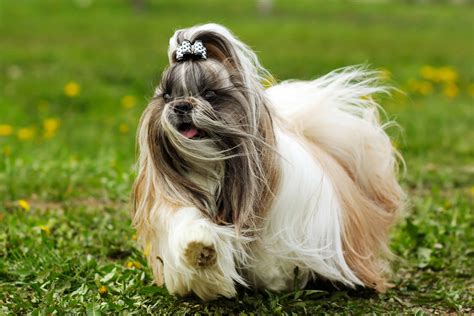 In addition, they sport beautiful, long, silky locks. Shih Tzu Dog Breed Info, stats (Photos & Videos) - PetCare.com.au