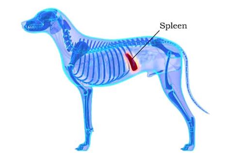 Splenic Masses In Dogs Types Diagnosis Treatment And Prognosis Dr
