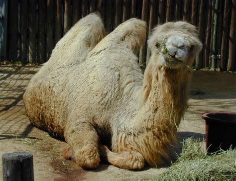 Hope that helps( i have only seen a couple of bactrian camels (the name for the camel that has two humps) but they were much larger than the dromedaries (one hump) of which i've seen many. Camelus dromedarius (dromedary, Arabian camel, one-humped ...