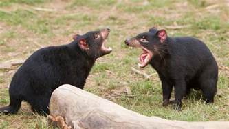 The newest arrivals came from the taronga western plains zoo in australia in november 2017, brought here to increase awareness for tasmanian devils and to inspire support for their conservation. Rogue chromosome may be behind new contagious cancer ...