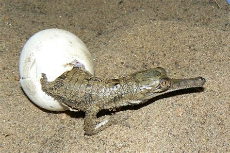 This Baby Gharial Is Leaving The Shell And Entering The Wild With So