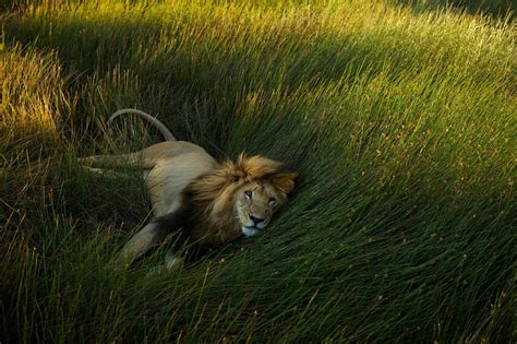 Picture Of A Lion Laying In The Grass In Tanzania World Lion Day