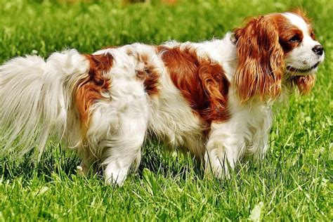 Cavalier King Charles Spaniel Dog Breeds Facts Advice And Pictures