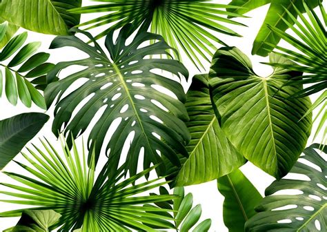 Free for commercial use no attribution required high quality images. Wild Thing | Tropical wallpaper, Palm wallpaper, Plant ...