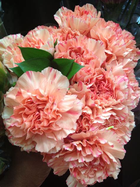 We did not find results for: New Buy Carnations In Bulk Flower - Beautiful Flower ...