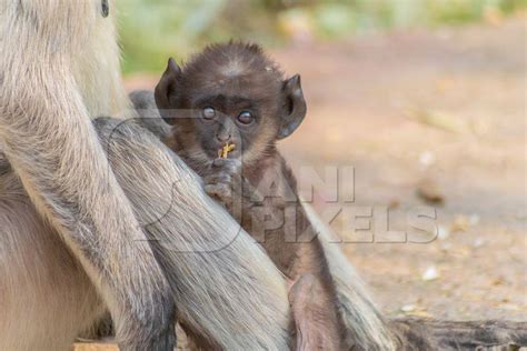 Indian Gray Or Hanuman Langur Monkey Mother With Small
