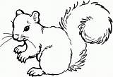 Coloring Squirrel Preschool Popular sketch template
