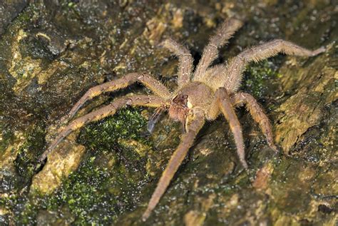Spinnenalarm bei norma in blankenburg (harz). Rekorde bei den Spinnen - Spektrum der Wissenschaft