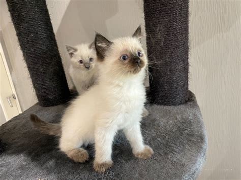Adorable Ragdoll Kittens For Good Homes