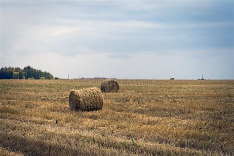 Large Round Stack Of Dry Hay On A Background Autumn Forest Harvesting