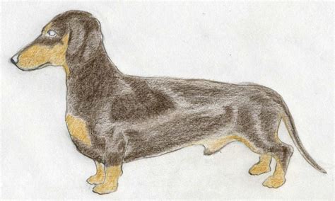 88 Easy Dachshund Dog Drawing L2sanpiero