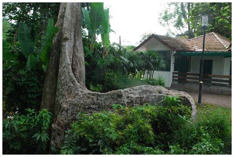 Selain itu, pemandangan yang cantik sambil dapat menghirup udara. Laman Web Rasmi Jabatan Taman Botani Pulau Pinang - Pokok ...
