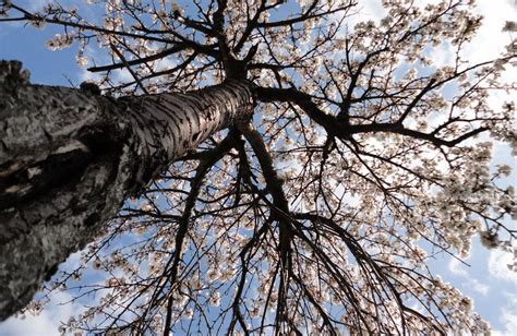 Worm S Eye View By Anuksut On Deviantart Worms Eye View Birds Eye View Photography Worm S