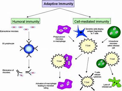 Immune System Immunity Adaptive Map Mechanism Mind