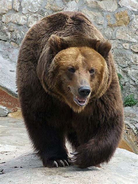 Wikimedia Commons Brown Bear Bear Species Dangerous Animals