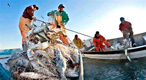 El Papel De La Fao En La Pesca 2000agro Revista Industrial Del Campo