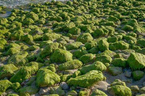 Premium Photo Green Algae On The Rocks At The Beach