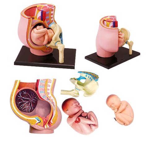 Buy Qhytl D Pregnant Woman Pelvis Human Pregnancy Anatomy Model