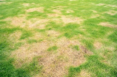 Why Is My Grass Turning Brown · Shades Of Green Lawn And Landscape