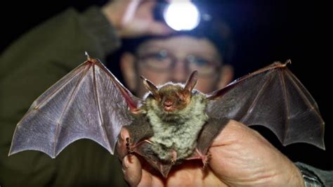 Deadly Case Of Rabies In Utah Was Likely Spread By A Bat