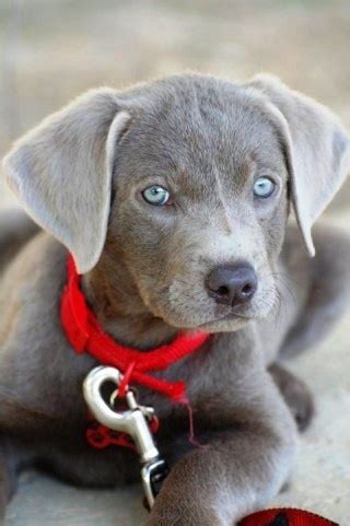 Silver labs, silver labrador puppy, silver lab puppies, silver labrador retriever puppies, pic, pics, picture, pictures, image, images, akc, american kennel club, registered, breeder, unique, beautiful, best, amazing, hunting dog, companion, charcoal lab puppy. Ghost Lab? how cute! | Cute animals, Silver lab puppies ...