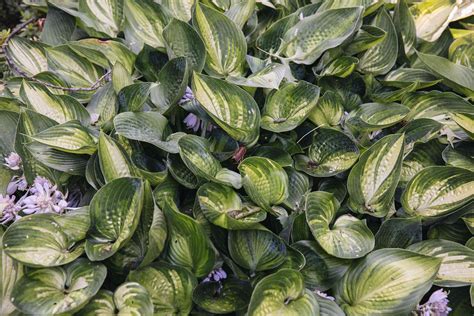 How To Grow And Care For Hostas