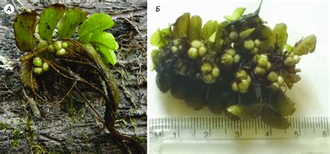 Formed Bullet Shaped Sporocarps Of Salvinia Natans Located Near The