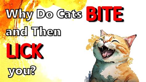 Why Do Cats Bite And Then Lick You Understanding Feline Behavior Youtube
