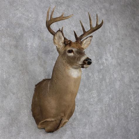 Whitetail Deer Mount For Sale 12496 The Taxidermy Store
