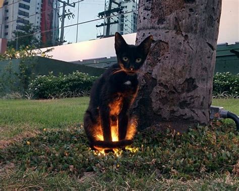 Proof That Cats Truly Are Demons 38 Pics