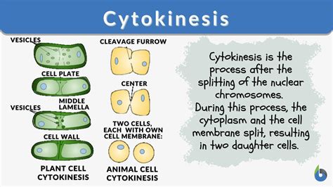 Cytokinesis Definition And Examples Biology Online Dictionary