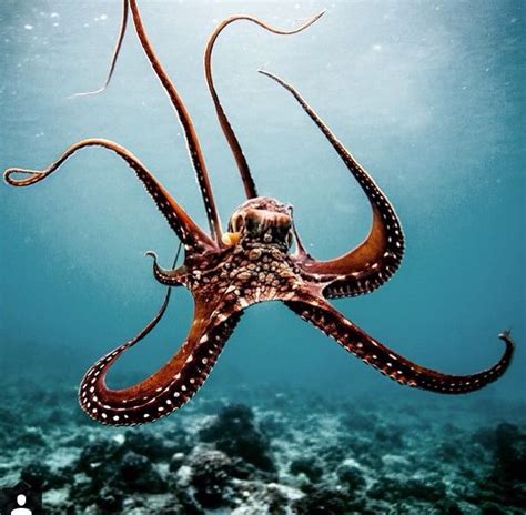Octopus Ocean Creatures Deep Sea Creatures Ocean Animals