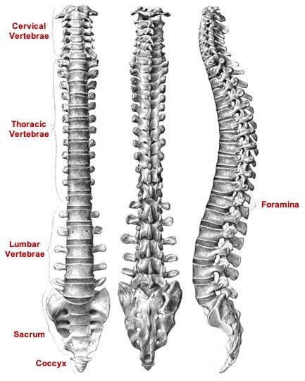 The sugar phosphate backbone is an important stuctural component of dna. Normal and Abnormal Spinal Curves - Spinal Questions & Debate