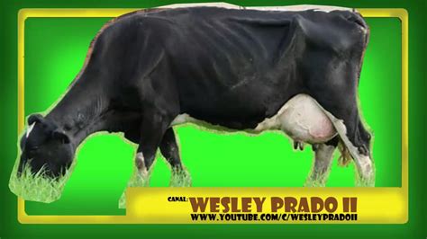 Efeito Sonoro De Vaca Cow Sound Effect Youtube