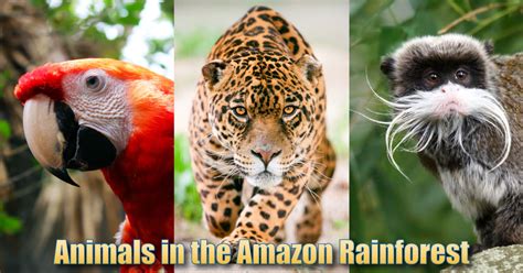 Rainforest Animals List What Animals Live In The Amazon