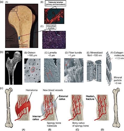 A Basic Bone Biology In A A Macroscopically Bone Appears As