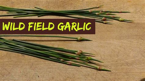 Foraging Weeds Wild Field Garlic Scapes Youtube