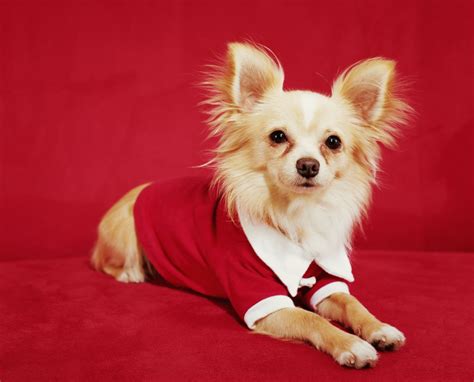 Chihuahua Dog Breed Information And Characteristics